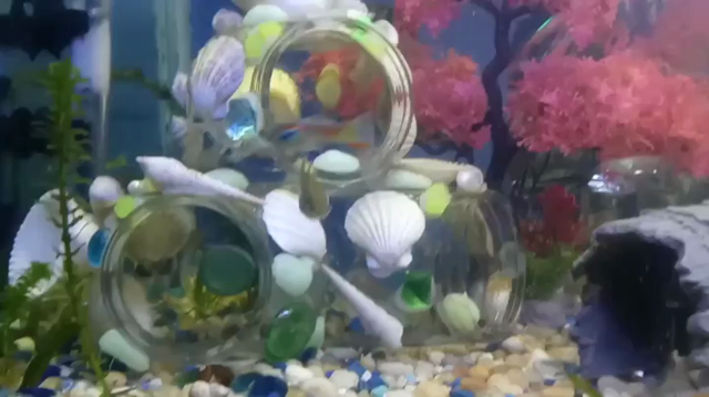 My big tank with my one remaining big blood parrot and his two new friends. He is the size of my hand the kids are quarters super cute. His long time buddy got an enormous tumor which I finally had to deal with when it began to interfere with his swimming. The last guy stared at me for days until I broke down and spent money I did not have to get him two more friends. 
Two days later he died. That is fish gratitude for you.